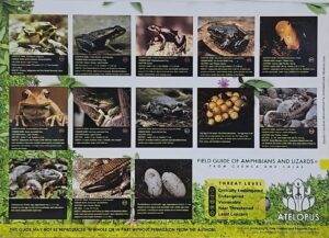 GUIA DE ANFIBIOS Y LAGARTIJAS DE CUENCA Y EL CAJAS